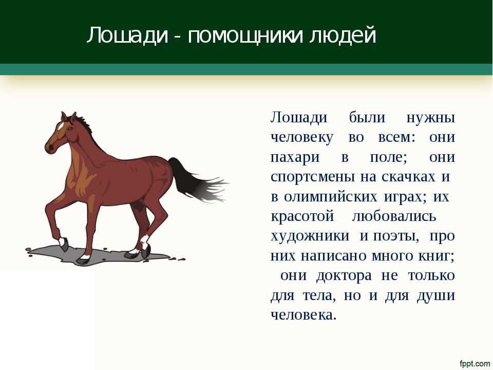 Лошади: сколько в одной л.с, как она выглядит, где обитает и чем питается, сколько живет конь