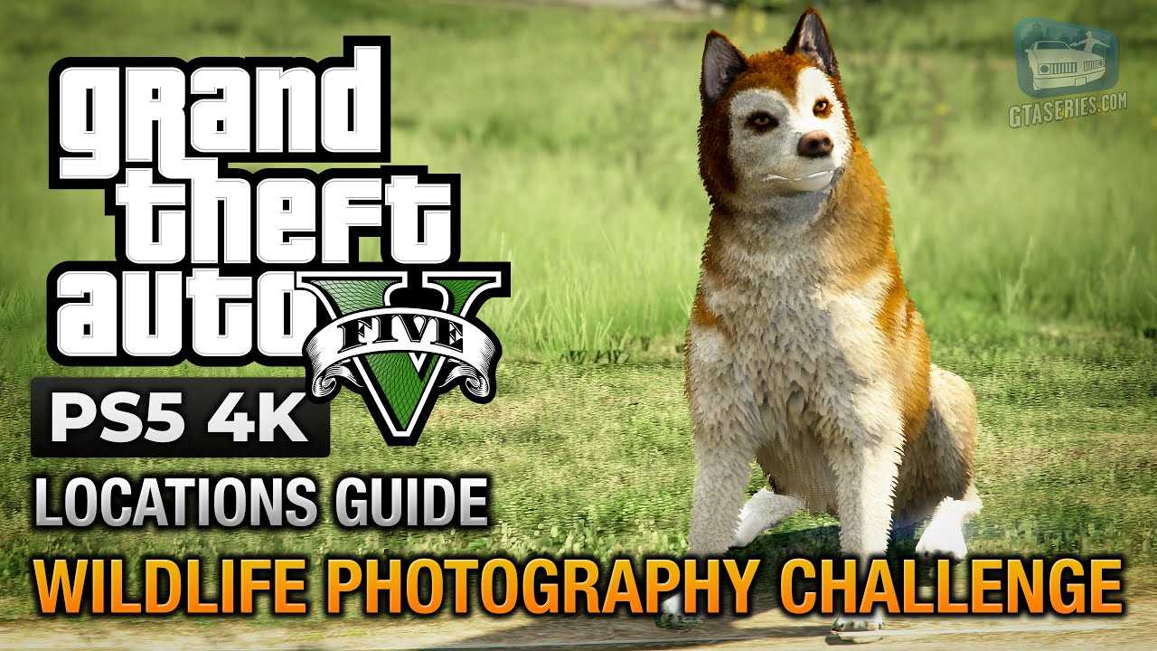 Руководство по фотоохоте дикой природы в gta 5