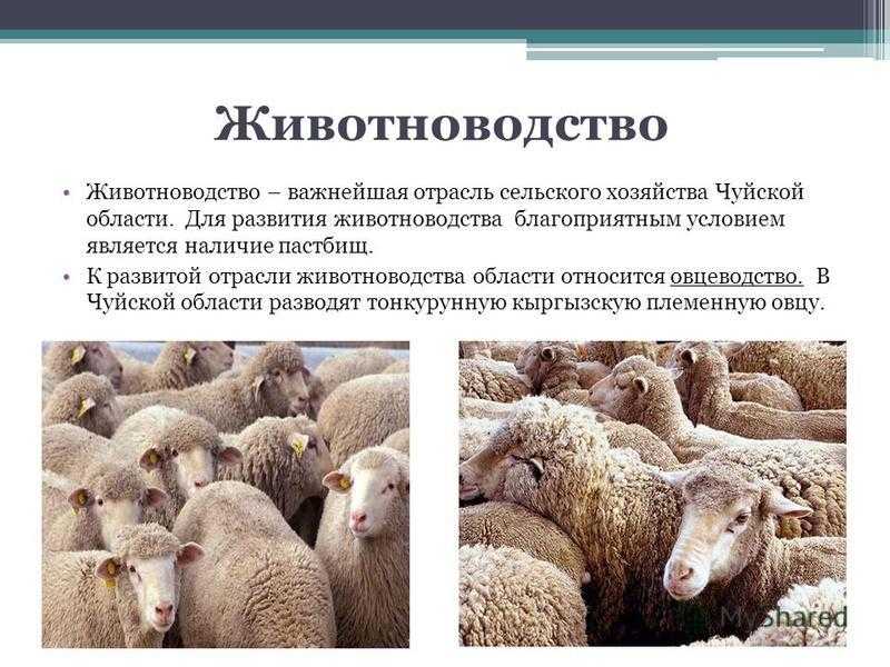Отрасли сельского хозяйства: главные отрасли, их описание, развитие