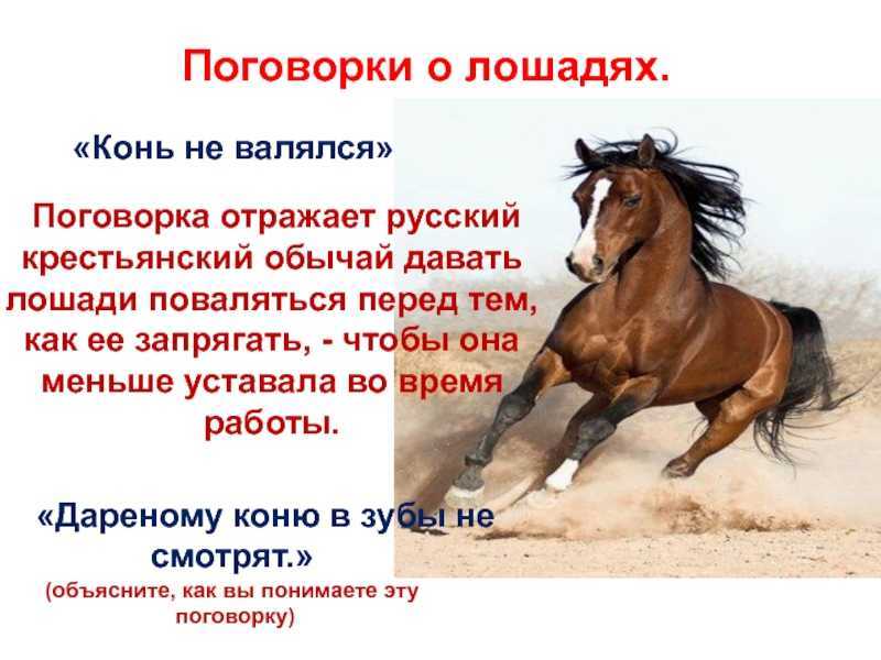 Последний тип животных, который мы можем развести в игре, это лошадь Забота о нем немного отличается от других животных - кроме еды, воды и соломы,