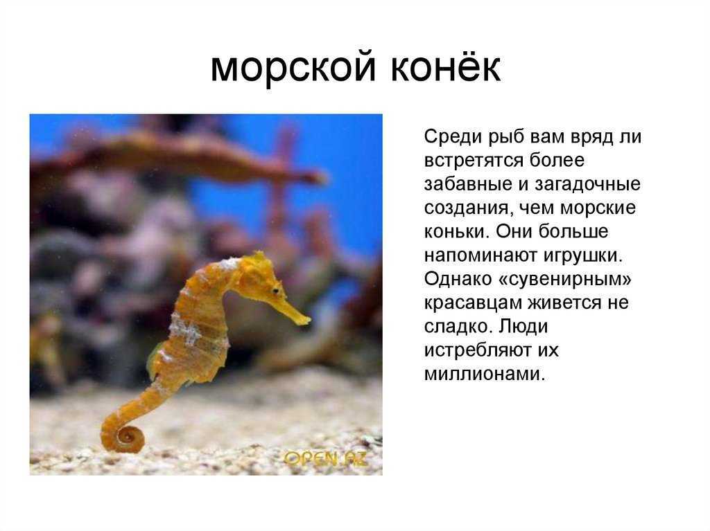 Топ 10 игр про подводный мир