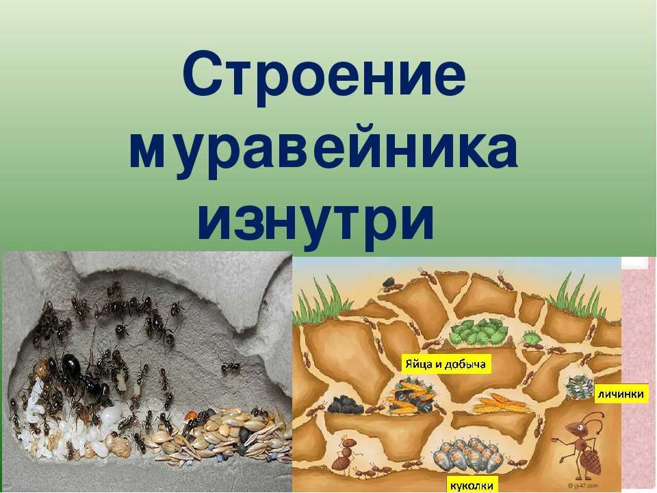 Игрок меньше муравья. в steam и egs стартовало выживание с огромными насекомыми smalland