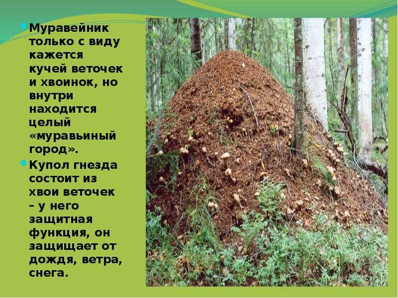 Анонсирована фотореалистичная стратегия в реальном времени о муравьях. empire of the ants выйдет на пк и консолях