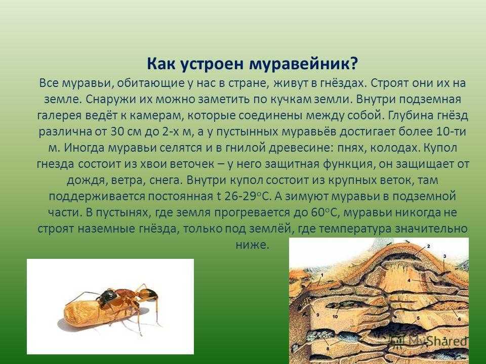 «муравейник». конспект по познавательному развитию, посвященный году экологии для детей подготовительной группы