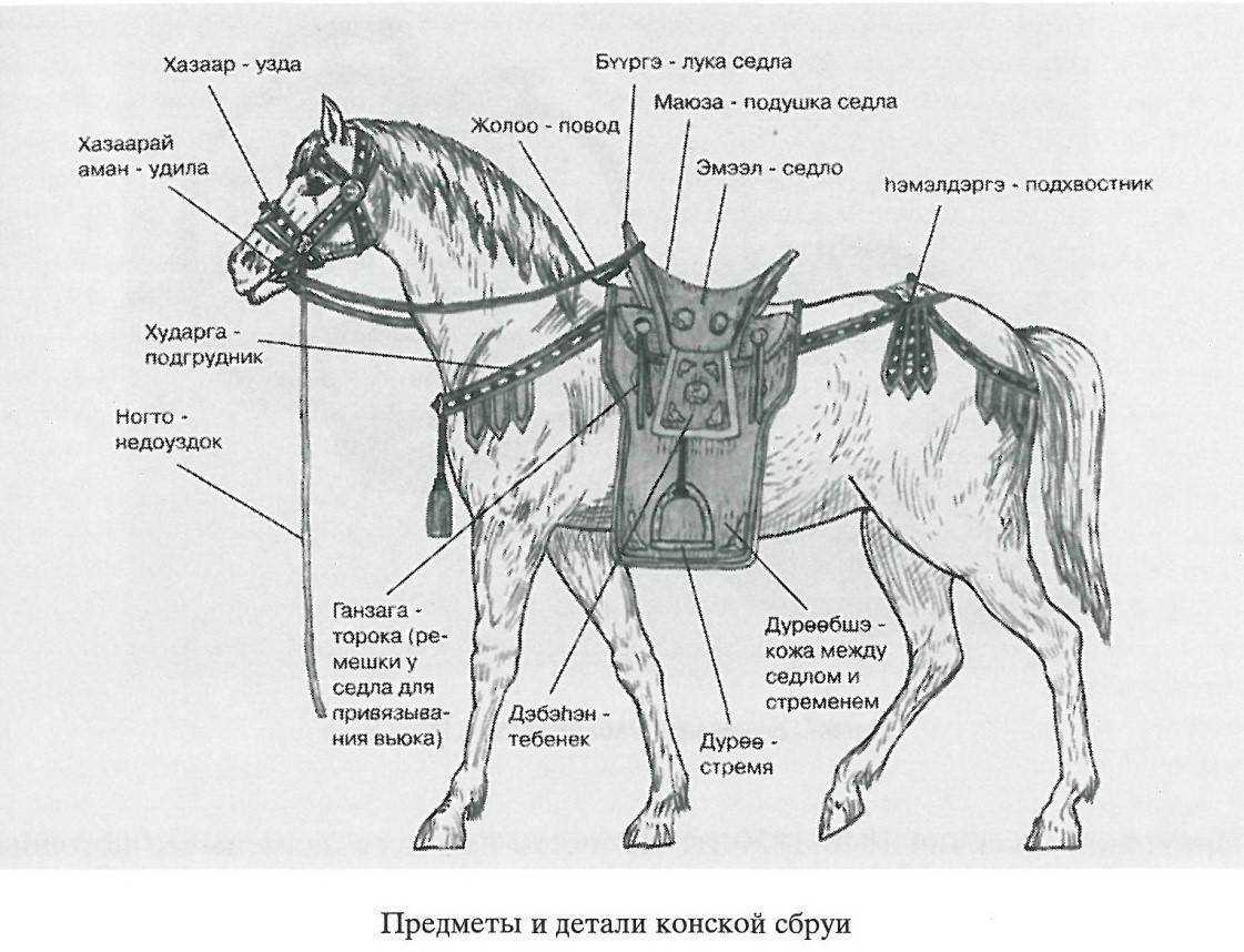 Как животные помогают людям, и их роль в жизни человека