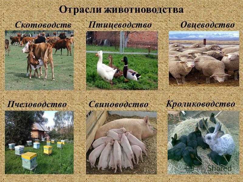 Земли для сельскохозяйственного производства - помощь юриста