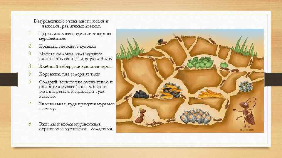 Муравьи, их друзья и гости. мир животных. том 5 [рассказы о насекомых]