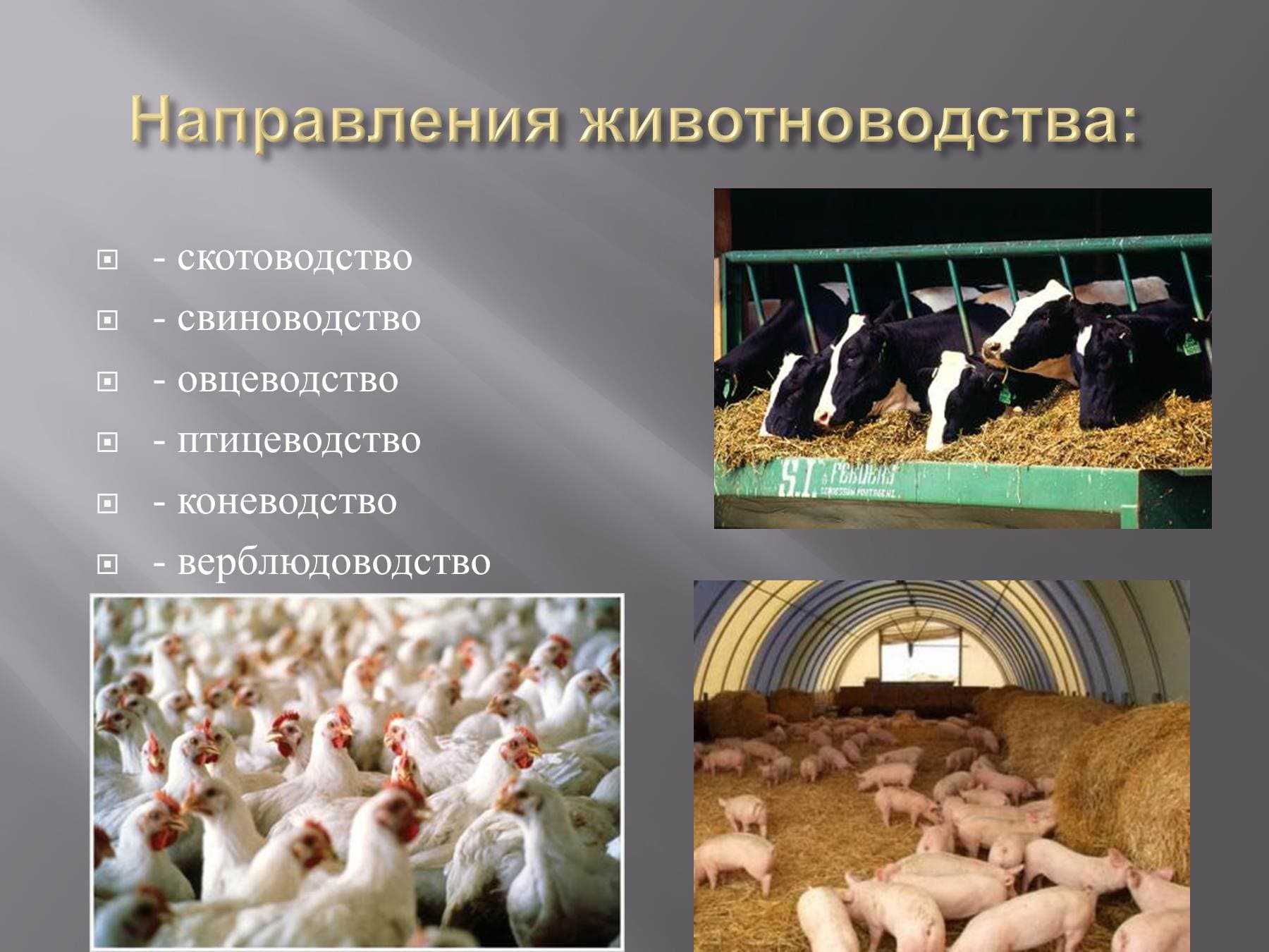 Гайд по коровам в farming simulator 22 — как покупать, кормить и получать прибыль - guideer.ru