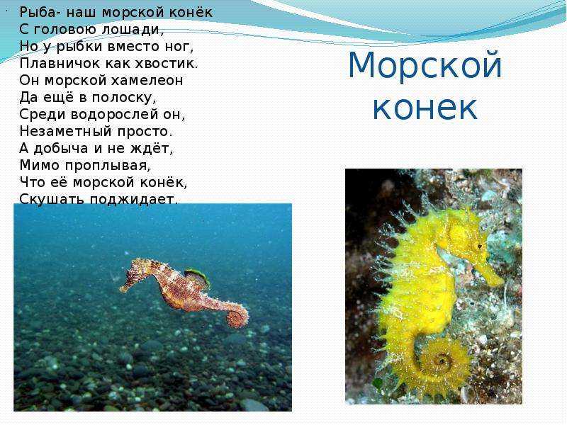 Игры, позволяющие заглянуть через монитор или VR-шлем в сокрытую от глаз большинства бездну мирового океана, а также побывать на вымышленных подводных станциях и даже в целых городах