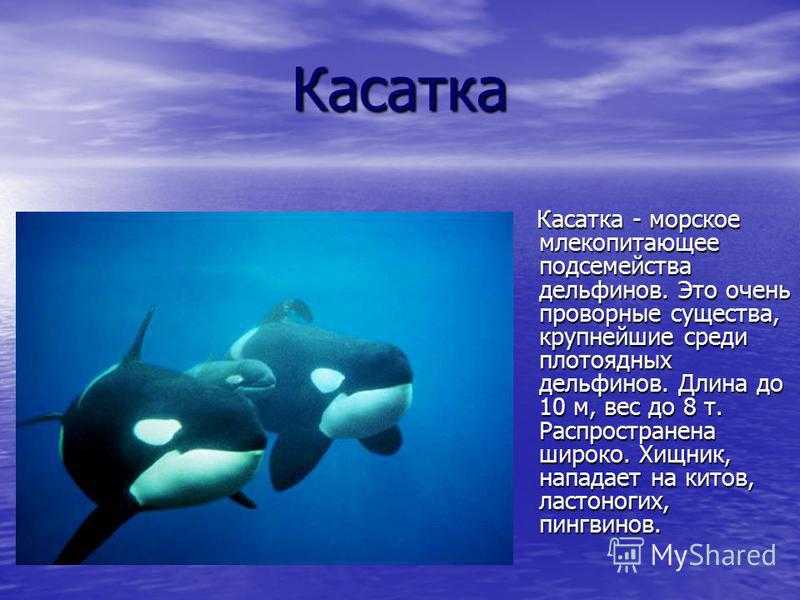 10 лучших игр про подводный мир - как жак ив кусто